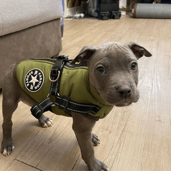 Dog Jacket - Bescherming tegen kou en regen