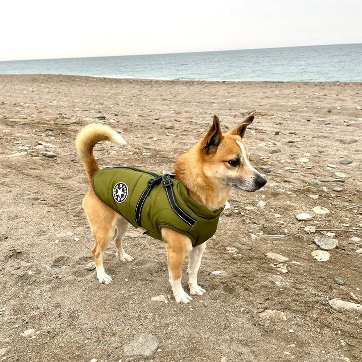 Dog Jacket - Bescherming tegen kou en regen