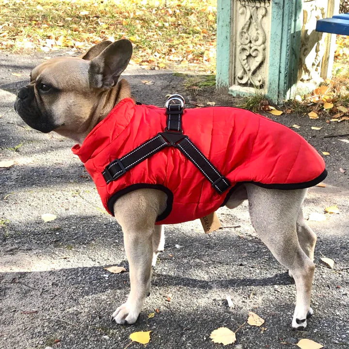 Dog Jacket.