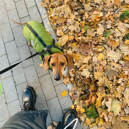 Dog Jacket.